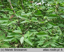 Cornus drummondii (dereń Drummonda)