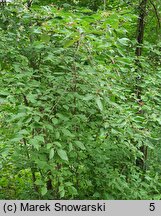 Cornus drummondii (dereń Drummonda)