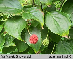 Cornus kousa ssp. chinensis (dereń kousa chiński)