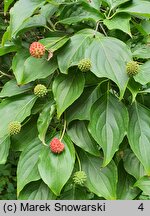 Cornus kousa ssp. chinensis (dereń kousa chiński)