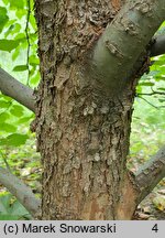 Davidia involucrata var. vilmoriniana