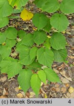 Davidia involucrata var. vilmoriniana