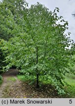 Davidia involucrata var. vilmoriniana