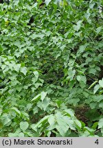 Davidia involucrata var. vilmoriniana