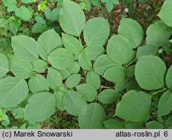 Styrax obassia (styrak okrągłolistny)