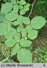 Styrax obassia (styrak okrągłolistny)