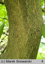 Styrax obassia (styrak okrągłolistny)