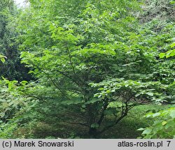 Styrax obassia (styrak okrągłolistny)