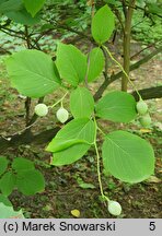 Styrax obassia (styrak okrągłolistny)