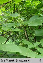 Styrax obassia (styrak okrągłolistny)