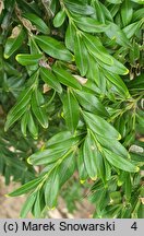 Buxus sempervirens Angustifolia