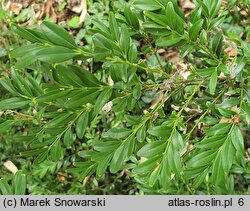 Buxus sempervirens Angustifolia