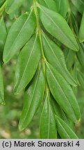 Buxus sempervirens Angustifolia