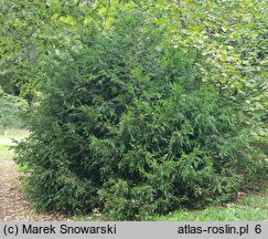 Buxus sempervirens Angustifolia