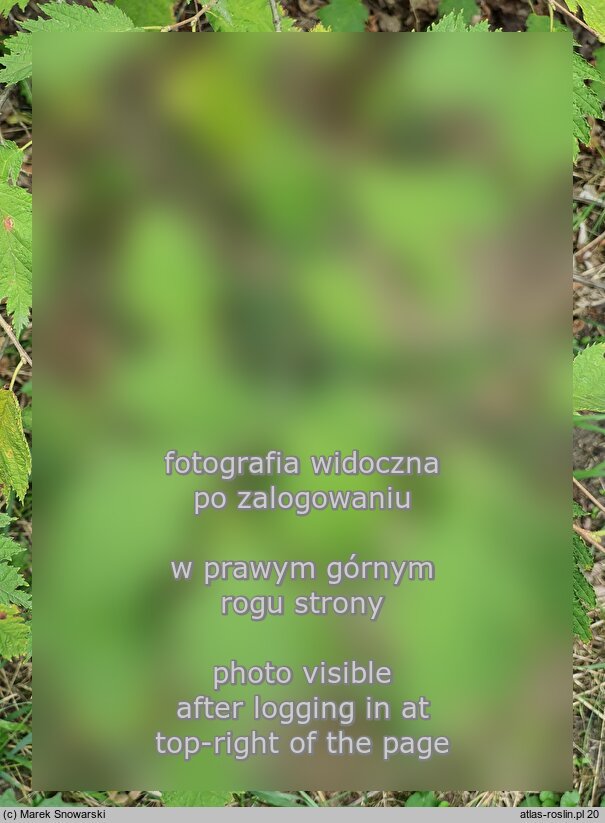 Corylus avellana Quercifolia