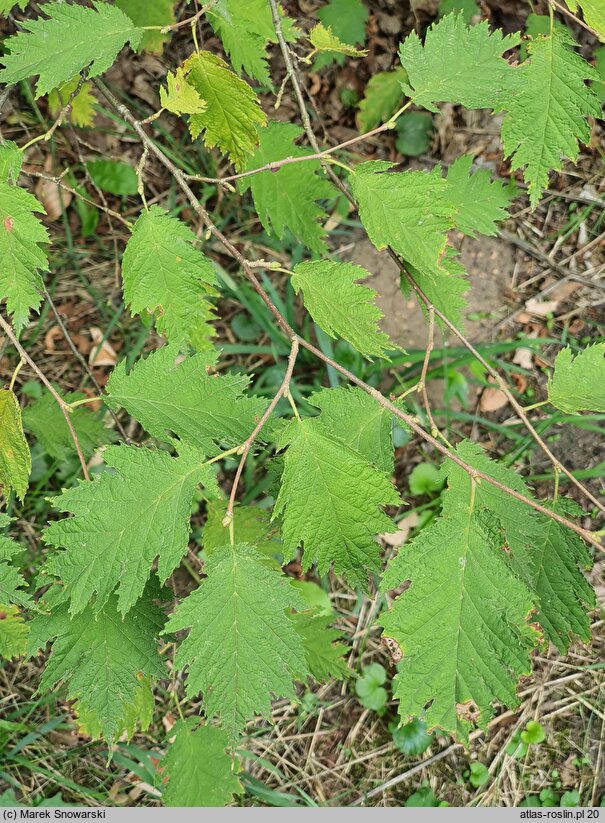 Corylus avellana Quercifolia