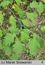 Corylus avellana Quercifolia