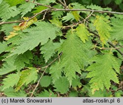 Corylus avellana Quercifolia