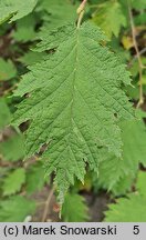 Corylus avellana Quercifolia