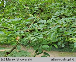 Caragana grandiflora