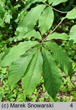 Asimina triloba (urodlin trójłatkowy)