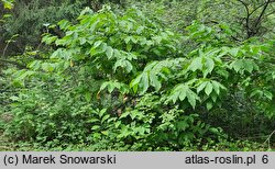 Asimina triloba (urodlin trójłatkowy)