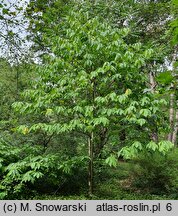 Asimina triloba (urodlin trójłatkowy)