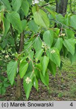 Poliothyrsis sinensis (poliotyrsis chiński)