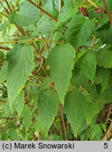 Neillia thibetica (neilia tybetańska)