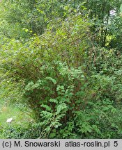 Neillia thibetica (neilia tybetańska)