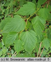 Neillia thibetica (neilia tybetańska)