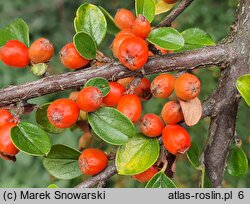 Cotoneaster hjelmqvistii (irga miseczkowata)