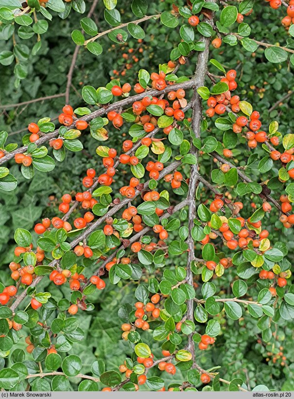 Cotoneaster hjelmqvistii (irga miseczkowata)