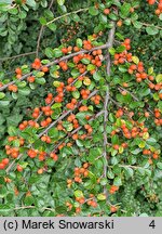 Cotoneaster hjelmqvistii (irga miseczkowata)