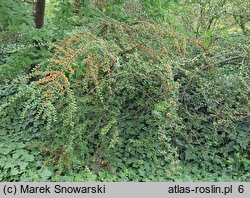 Cotoneaster hjelmqvistii (irga miseczkowata)