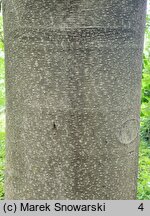 Tetradium daniellii (ewodia Daniella)