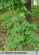 Euodia daniellii (ewodia hupejska)