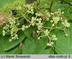 Euodia daniellii (ewodia hupejska)