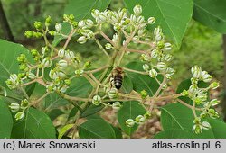 Euodia daniellii (ewodia hupejska)