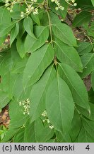 Euodia daniellii (ewodia hupejska)