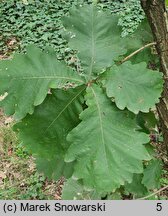 Quercus dentata (dąb zębaty)