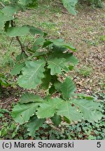 Quercus dentata (dąb zębaty)