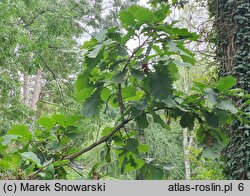 Quercus dentata (dąb zębaty)