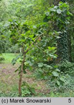 Quercus dentata (dąb zębaty)