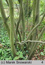 Amelanchier ×lamarckii (świdośliwka Lamarcka)