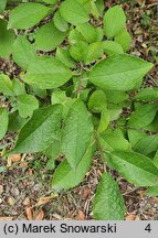 Ilex serrata (ostrokrzew piłkowany)