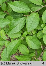 Ilex serrata (ostrokrzew piłkowany)