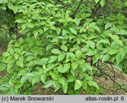 Ilex serrata (ostrokrzew piłkowany)