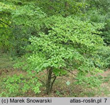 Ilex serrata (ostrokrzew piłkowany)