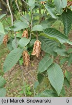 Ostrya japonica (chmielograb japoński)